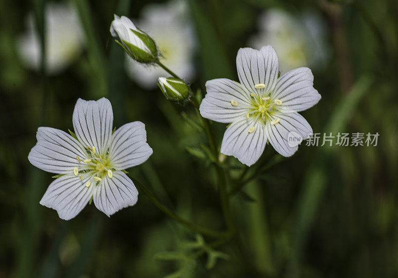 Limnanthes alba是一种开花植物在草甸泡沫家族众所周知的普通名称白色草甸泡沫。赫奇赫奇，赫奇赫奇谷;加州约塞米蒂国家公园。Limnanthaceae。